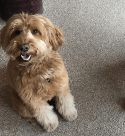 finn the doodle