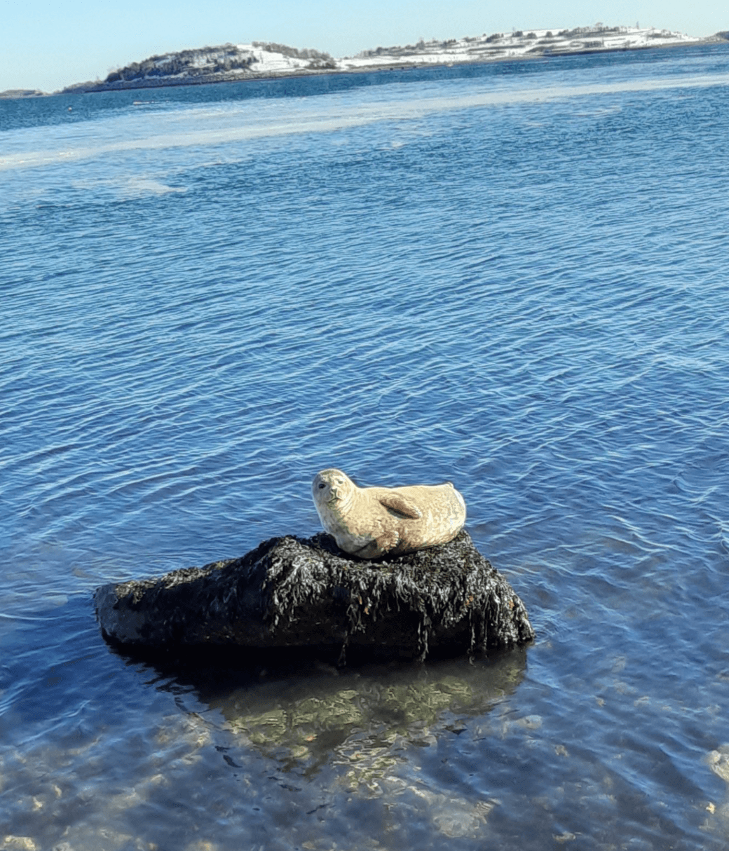 Southie seal