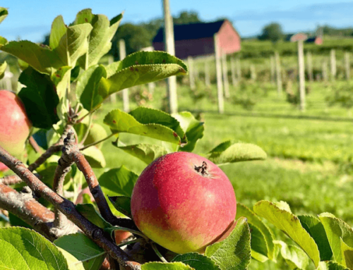 Tis the Season: 5 Places to Pick Apples