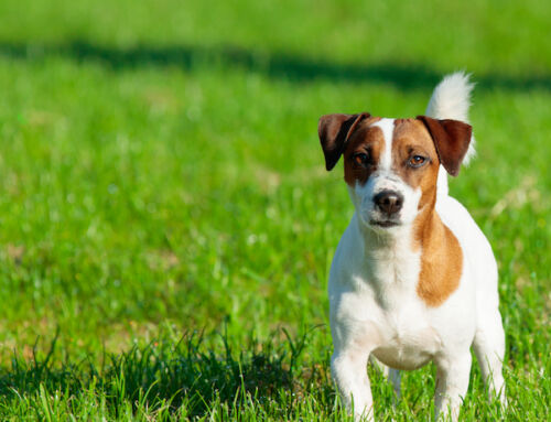 Paws Up! A Pup Cup Social Is Coming to the Mary Ellen Welch Greenway on Saturday