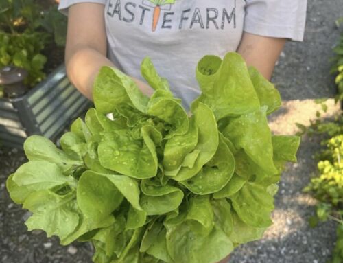 Eastie Farm 10th Anniversary Spring Equinox Celebration is Friday