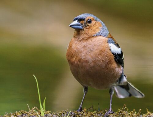 Live Bird Banding at Belle Isle Marsh This Week