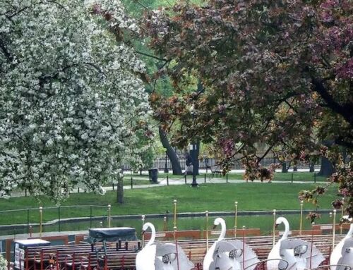 The Return of the Swan Boats for the 2026 Season