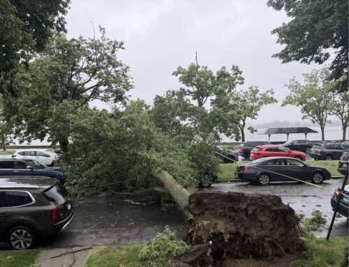 Batten Down the Hatches: Downed Trees + Power Lines in the Neighborhood